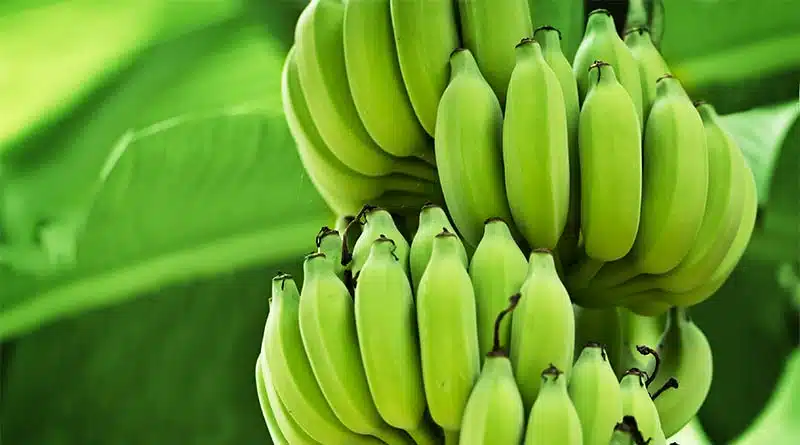 banán na chudnutie
